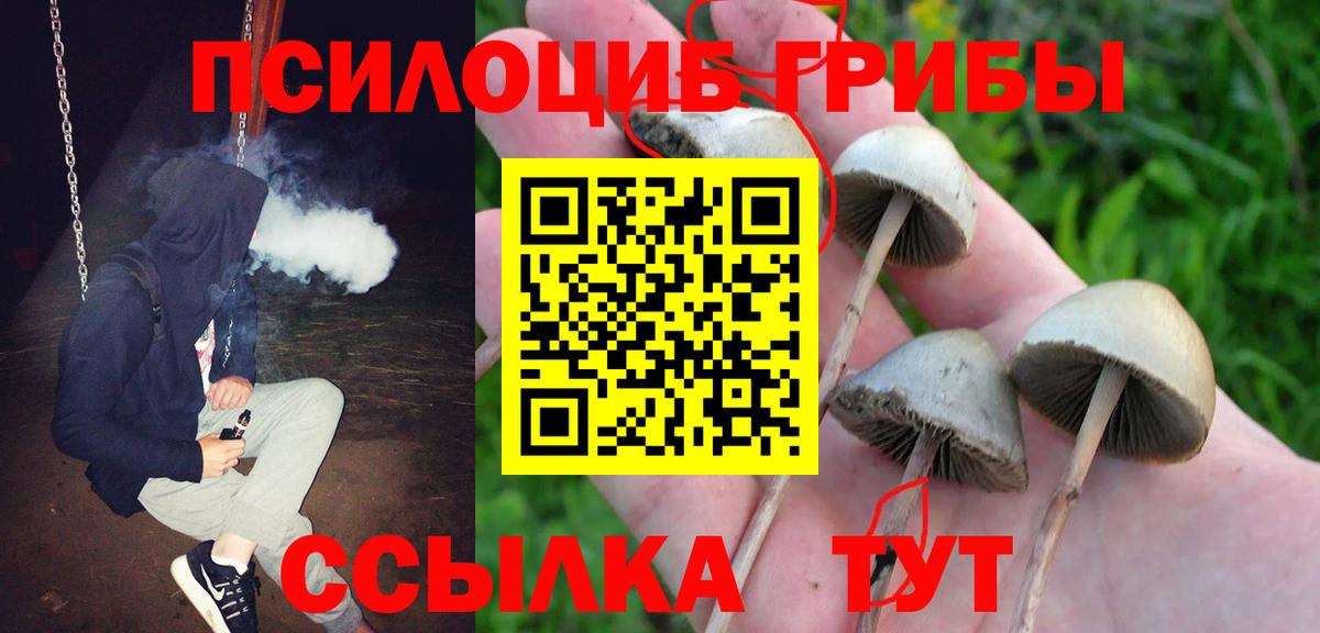 Галлюциногенные грибы Psilocybine cubensis Кострома